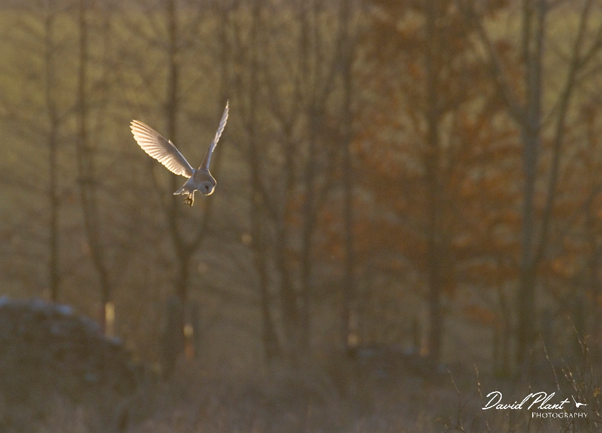 David Plant Photography - Wildlife Photographer - Barn owl flying - B.jpg - Barn owl hovering - Gloucestershire